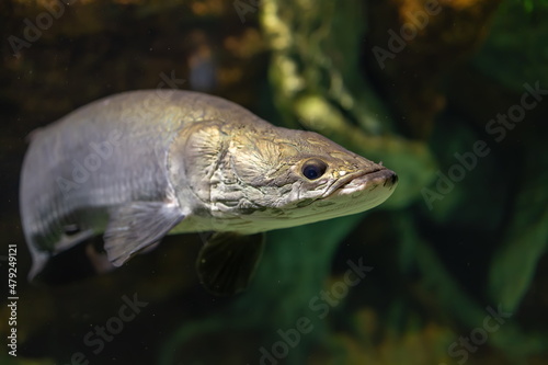 Portrait of arapaima gigas or pirarucu fish under water of tropical Amazon river. Wildlife at nature. Selective focus © Neira