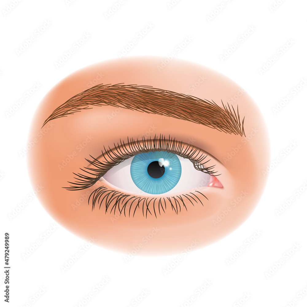 realistic human eye with long eyelashes, beautiful blue eye, vector illustration. Eyelashes and eyebrow. realistic human eye with long eyelashes, beautiful blue eye, vector illustration. Eyelashes and eyebrow.