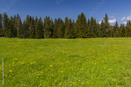 Meadow near Zabljak village  Montenegro.
