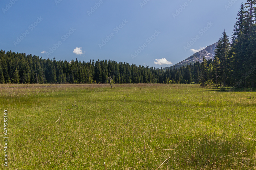 Swmps by Barno lake in Durmitor mountains, Montenegro