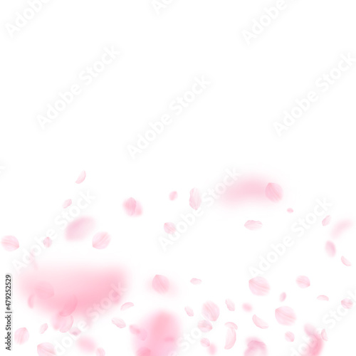 Sakura petals falling down. Romantic pink flowers gradient. Flying petals on white square background. Love, romance concept. Trending wedding invitation.