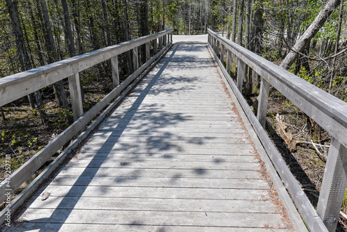 View at forest path walk in Bruce Peninsula national park neat Tobermory village in Ontario province  Canada