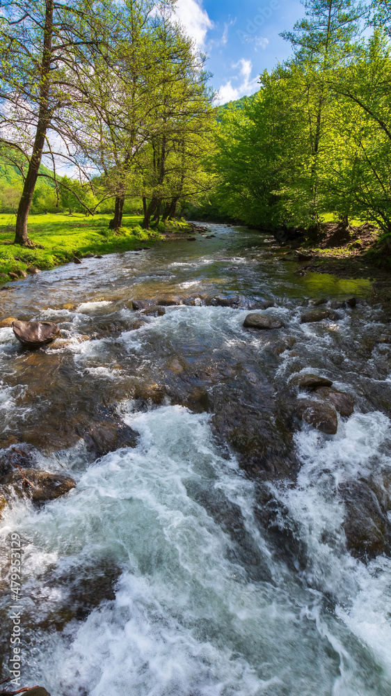 mountain river runs through the green valley. water flows along the shore with trees and grassy meadow. relaxing summer nature background in morning light. sunny scenery with clouds on the blue sky