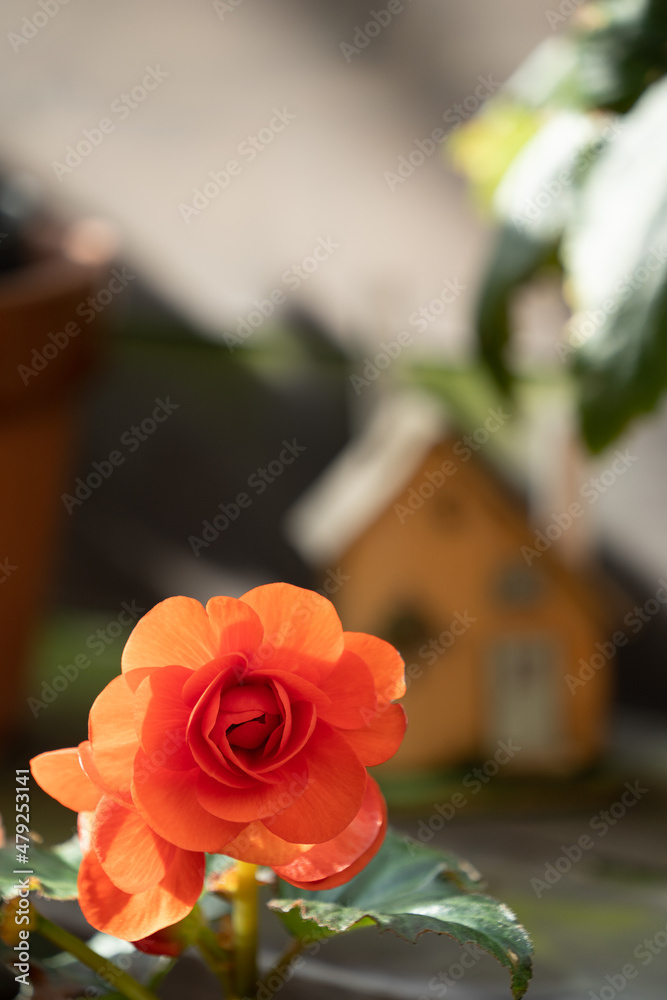 Obraz premium 温室の花S