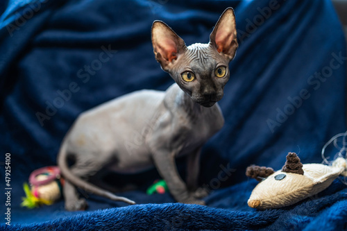 Hairless cat