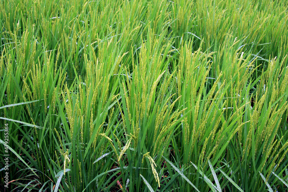 Green Rice Paddy in a rainy day Green Rice Paddy in a rainy day