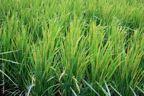 Green Rice Paddy in a rainy day