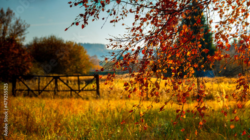 Fototapeta Naklejka Na Ścianę i Meble -  Brzoza na jesiennej łące. Birch-tree in an autumn meadow.