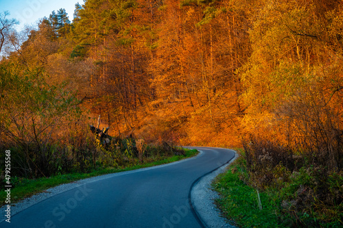 Fototapeta Naklejka Na Ścianę i Meble -  Droga przez jesienny las o zachodzie słońca. 
The road through the autumn forest at sunset