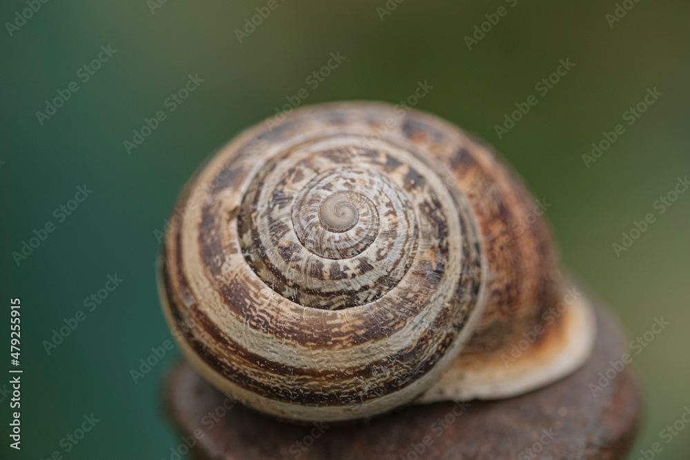 Helix snail close up,golden section spriral geometry shell details,animal science in nature 