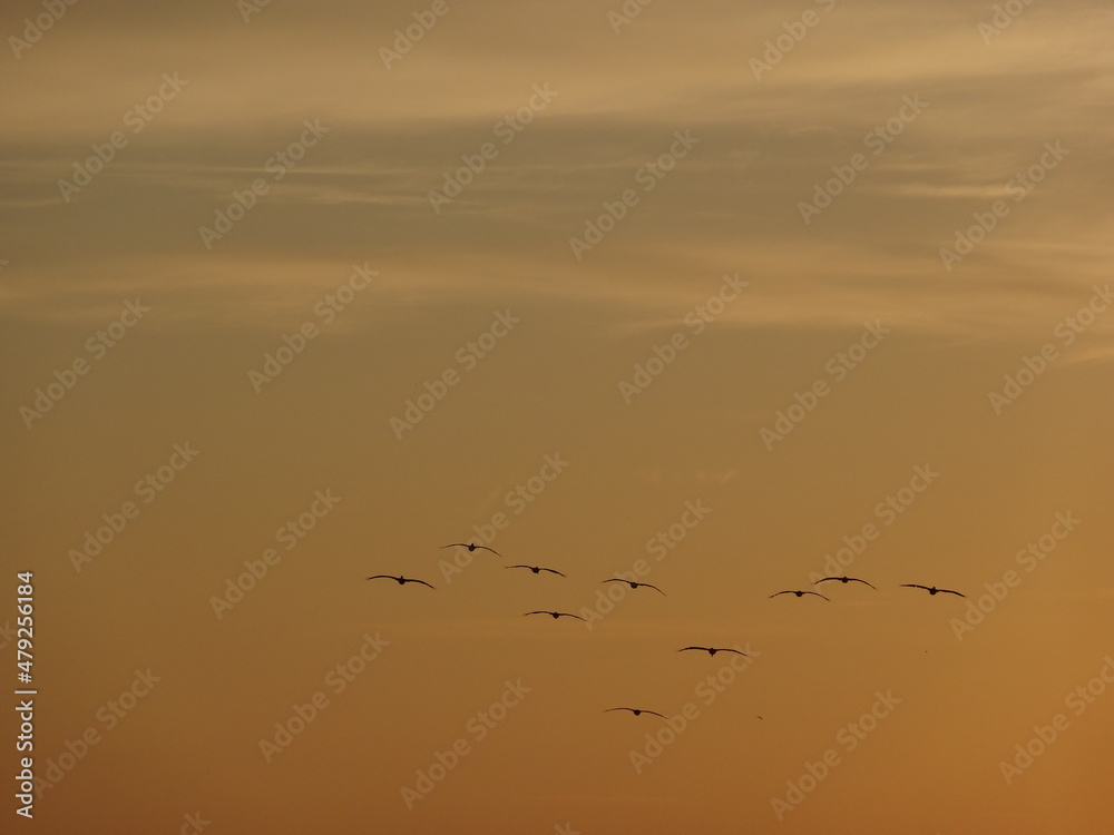 birds soaring through the sunset sky