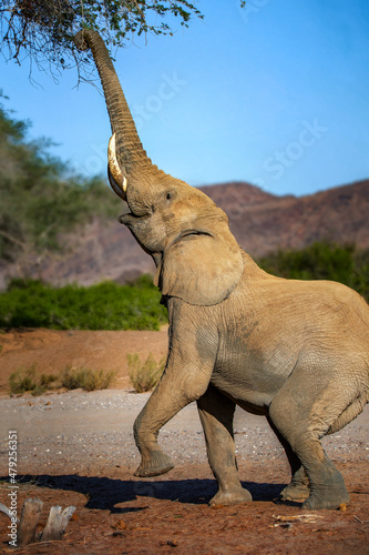 Elephant eating in the wild in Namibia Africa © Praxis Creative