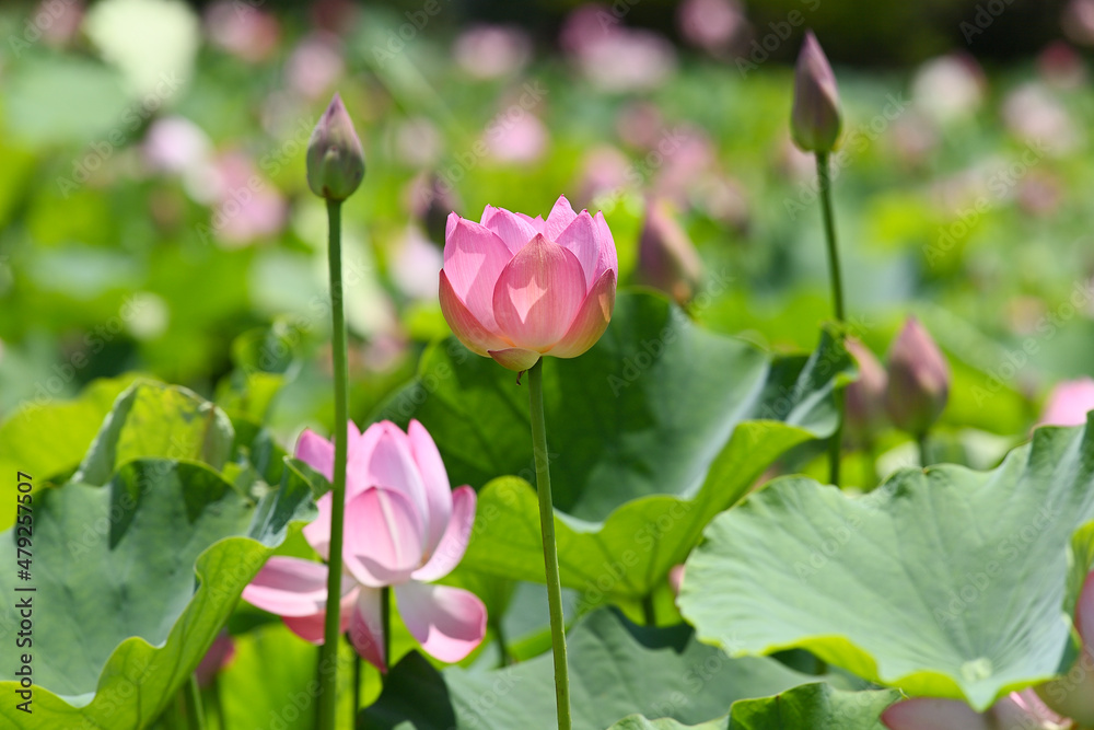 ピンク色の蓮の花