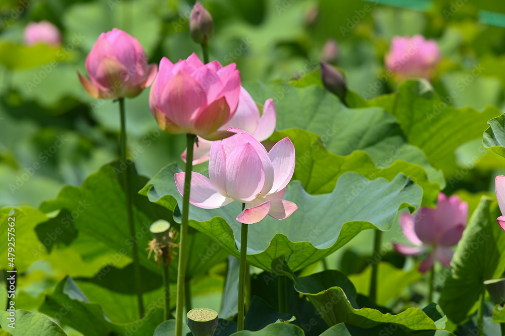 ピンク色の蓮の花 ピンク色の蓮の花