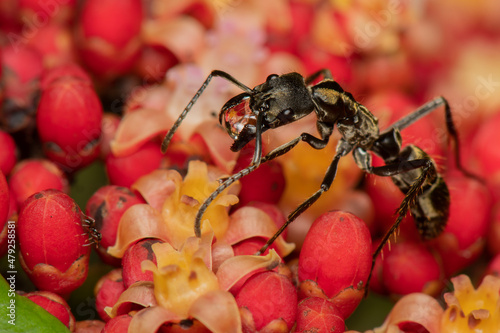 Formiga bebendo água na flor photo