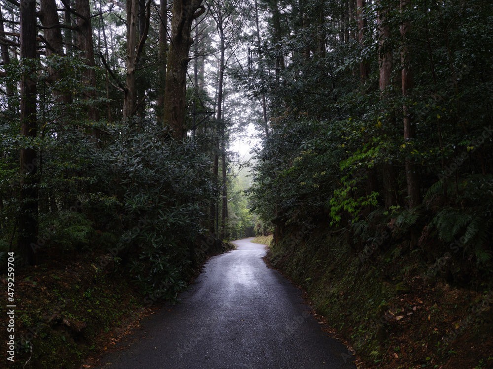 Fototapeta premium 熊野古道