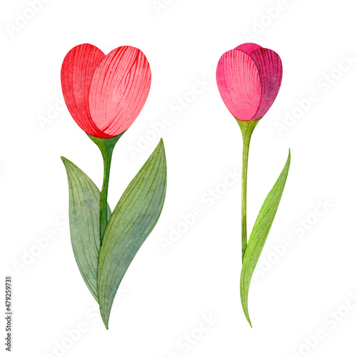 Watercolor flower set - green leaves and red tulips on white background