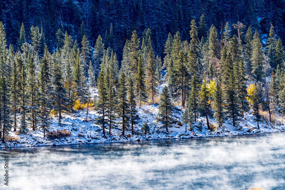 Snow Covered trees by  Shore of a Lake 