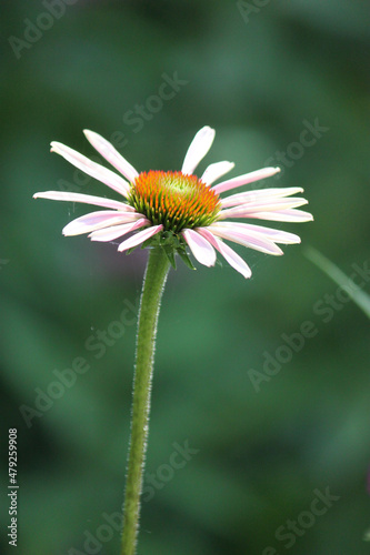 Flower in field - 	Echinacea
