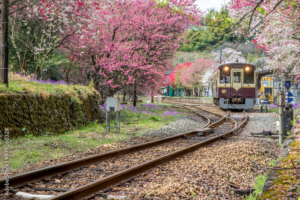 Fototapeta premium Train tracks and train in spring flowers and cherry trees.