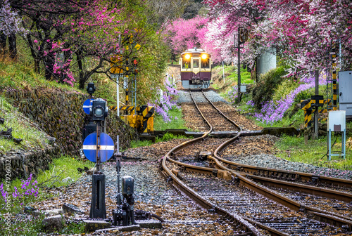 Train tracks and train in spring flowers and cherry trees.