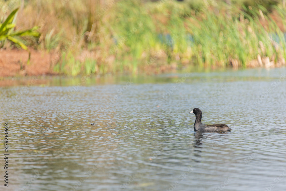 Fototapeta premium duck in the water
