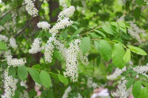 Blooming spring white lilac branch in the park photo