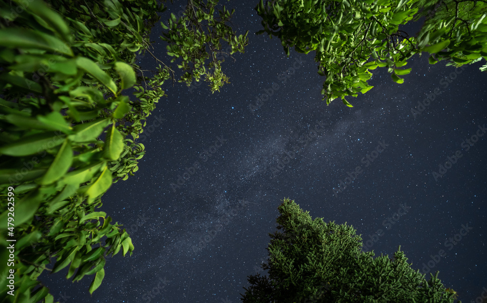 Via lactea entre arboles verdes pinsapo y nogal