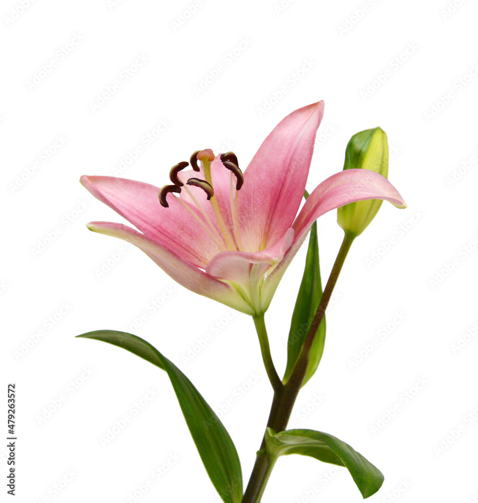 Obraz premium Beautiful Lily flower isolate on white 