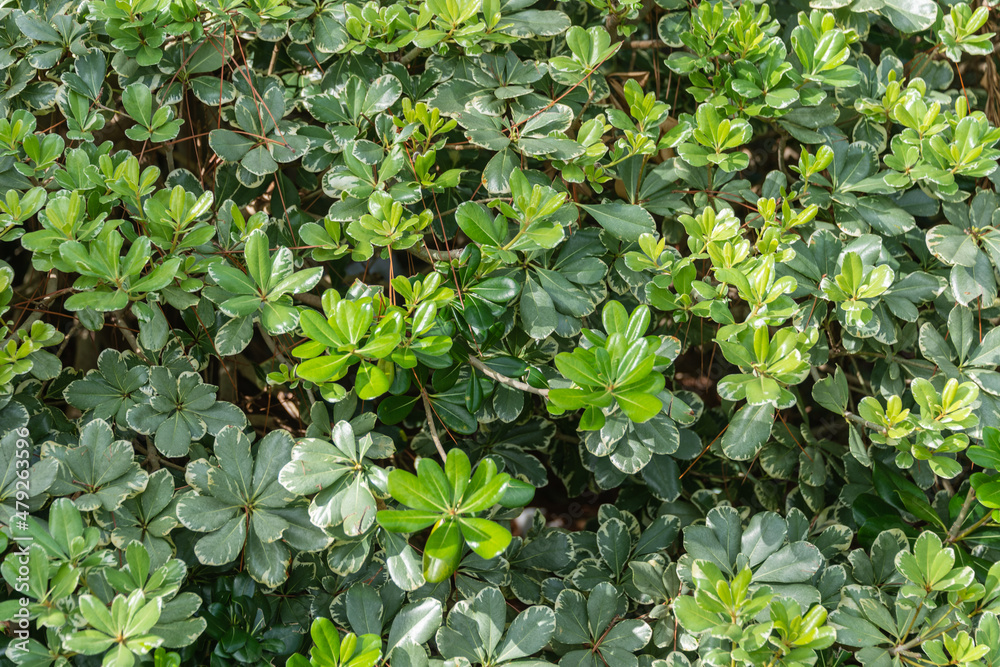 green leaves background green leaves background