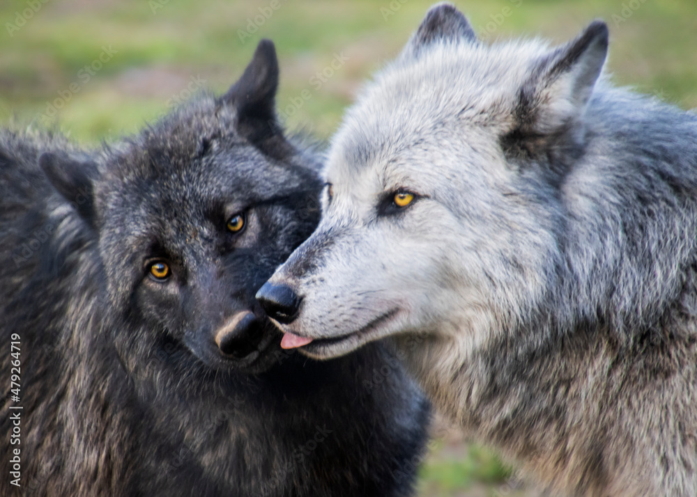 Mother and cub timber wolf showing affection Mother and cub timber wolf showing affection