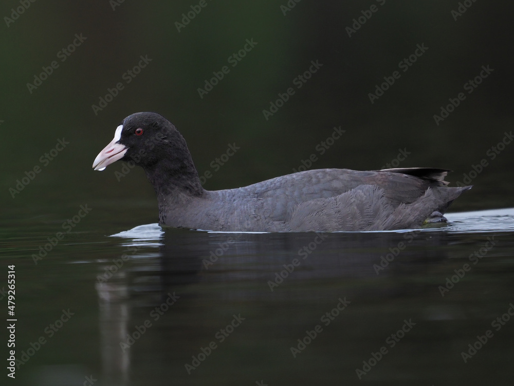 Eurasian coot glides across the water Eurasian coot glides across the water