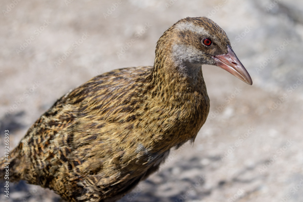 Buff Weka Endemic Rail of New Zealand Buff Weka Endemic Rail of New Zealand
