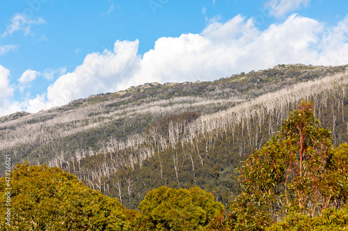 Photograph of alpine trees above the timberline in the Snowy Mountains in Australia photo