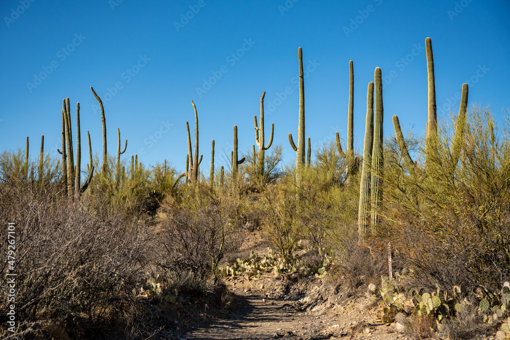 Saguaro Cactus Rise High Over The Brushy Plants On The Desert Floor