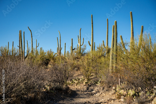 Saguaro Cactus Rise High Over The Brushy Plants On The Desert Floor