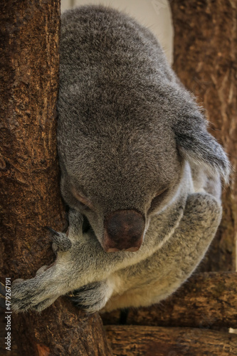 Fototapeta Naklejka Na Ścianę i Meble -  koala sleeping in a tree