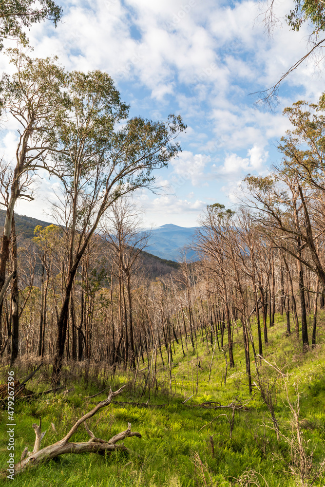 Photograph of trees burnt by bushfire in the Snowy Mountains in Australia