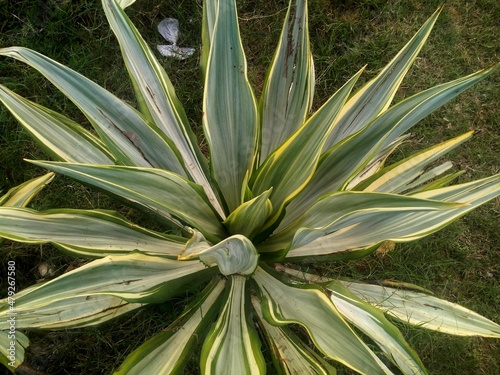 Furcraea foetida plant in the garden. photo