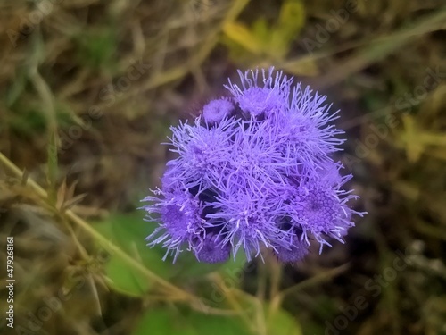 Conoclinium coelestinum wild flower in the forest. photo