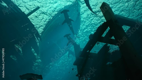 Animation of a large group of hammerhead sharks slowly swimming in the ocean.