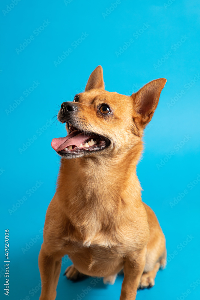 Alegre perro chihuahua mestizo pequeño sobre fondo de color azul sonriendo Alegre perro chihuahua mestizo pequeño sobre fondo de color azul sonriendo