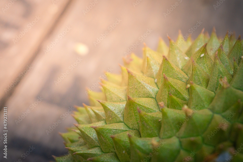 Fresh exotic fruit at garden with sun ray affect. The fruits also known as king of fruits at southeast Asean, especially Malaysia, Indonesia, Thailand and other Asean country. Fresh exotic fruit at garden with sun ray affect. The fruits also known as king of fruits at southeast Asean, especially Malaysia, Indonesia, Thailand and other Asean country.