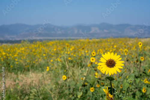 The wild sunflower field with the Rocky Mountains in the background