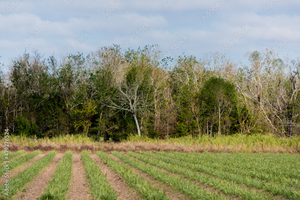 field in the summer