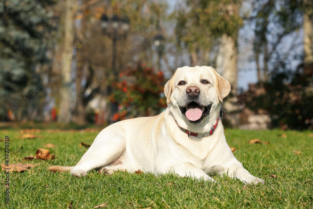 Yellow Labrador lying on green grass in park