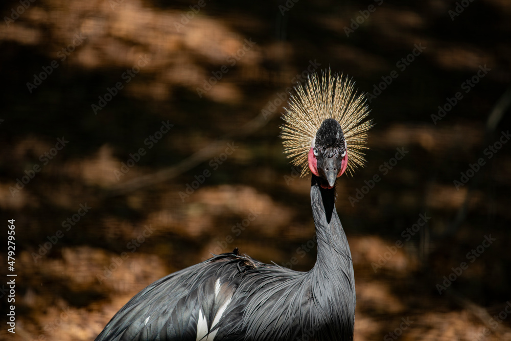 Fototapeta premium East African Crowned Crane