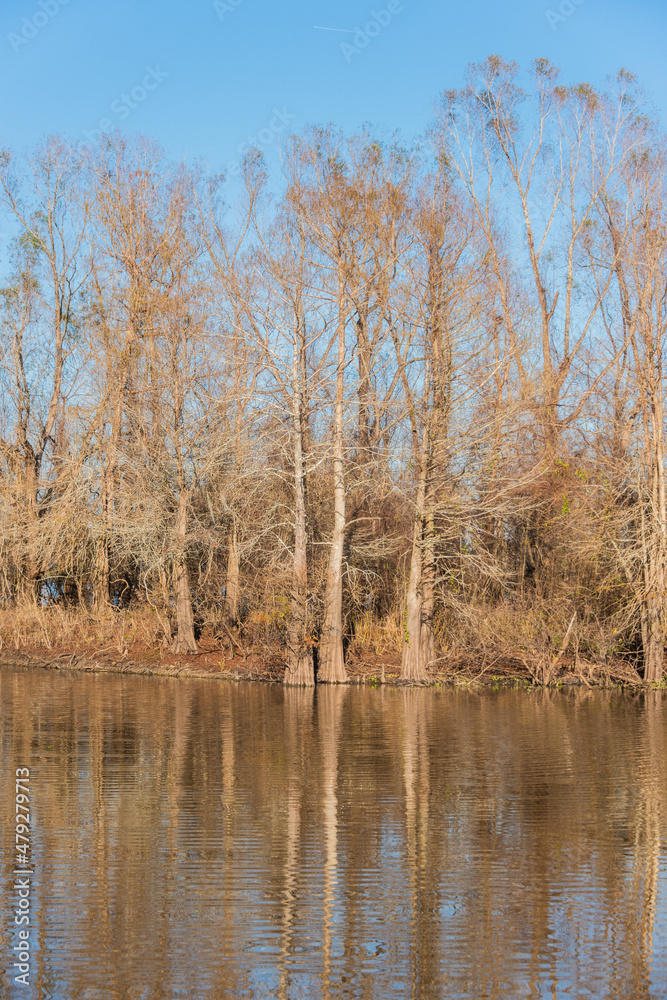 trees in the bayou