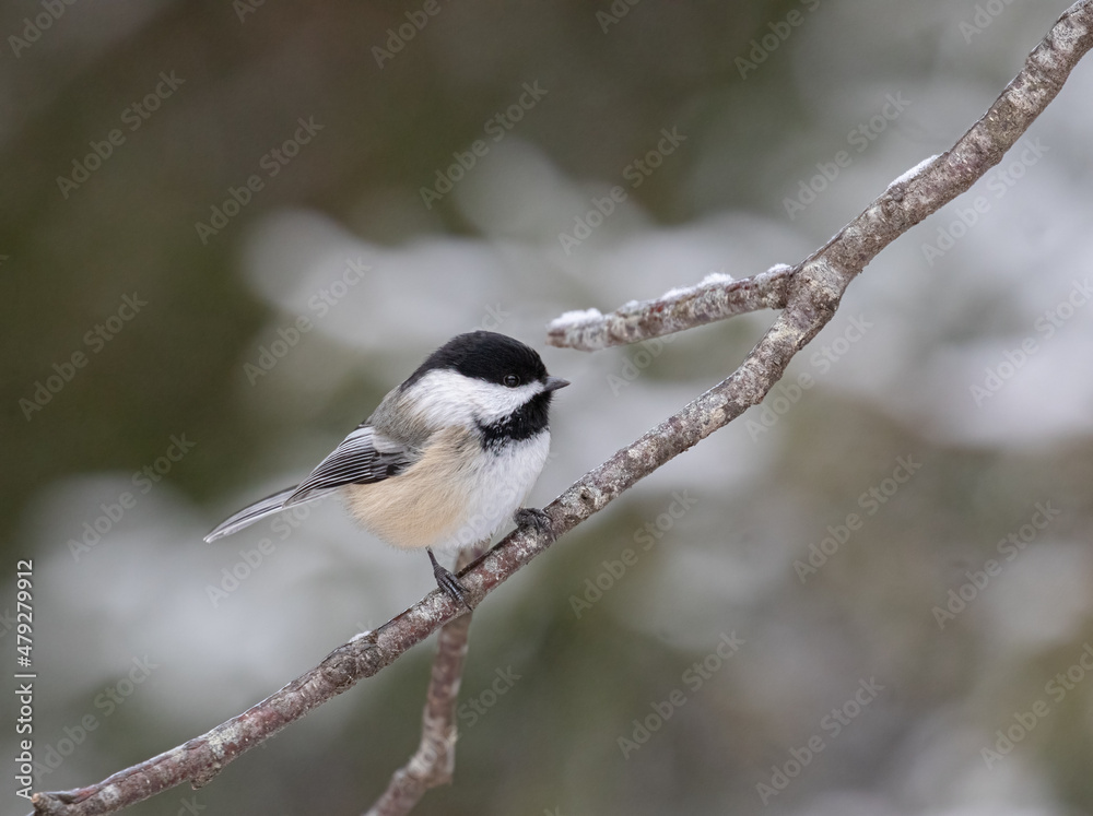 A Black-capped Chickadee on a snow dusted branch A Black-capped Chickadee on a snow dusted branch