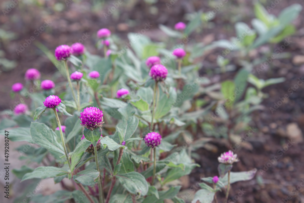Obraz premium Cluster of gomphrena flowers in garden soil. Close-up of beautiful purple blooms in nature. Vibrant purple flowers growing in the garden. Colorful purple globe amaranth in garden